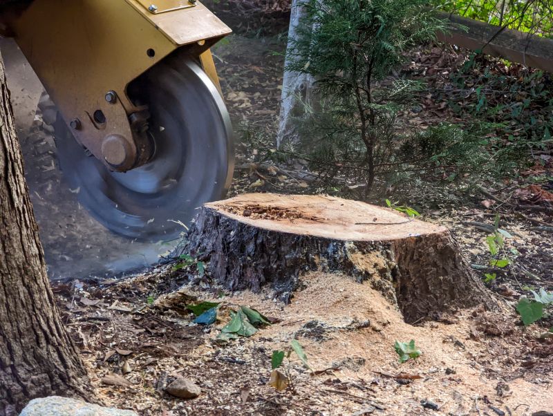 Local Tree Stump Grinding Service pros at work