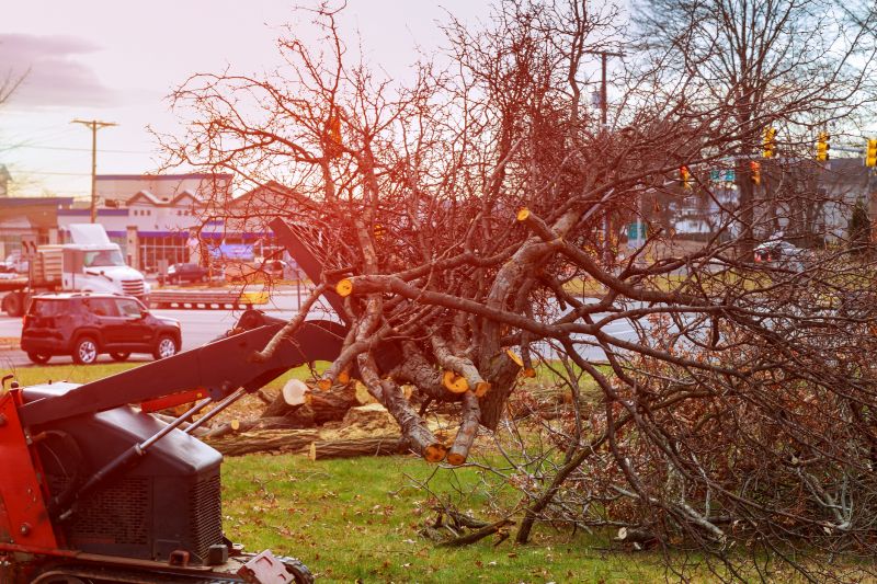 Undergrowth Removal in Houston, TX