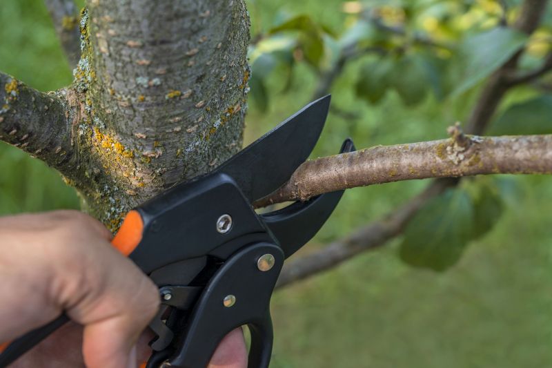 Apple Tree Removal in Reno, NV