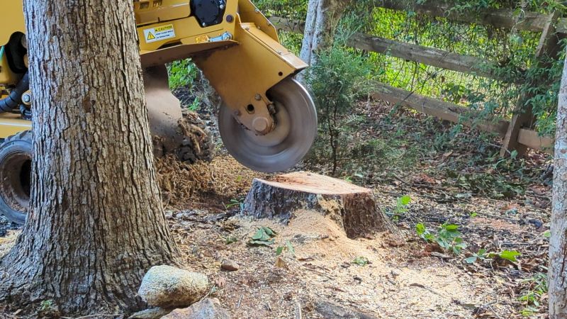 Bush Stump Grinding in Prince Georges County, MD