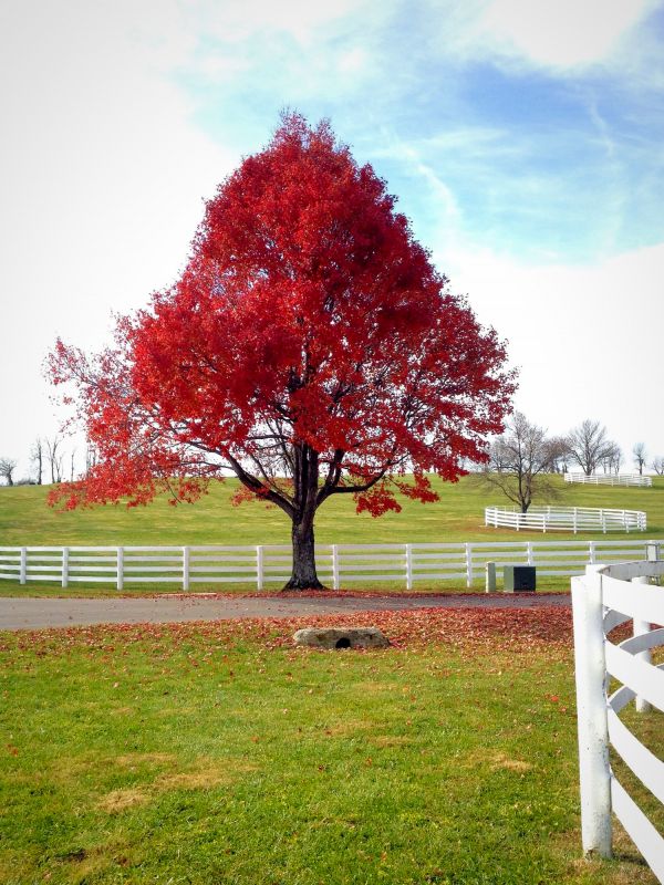 Maple Tree Pruning in Reno, NV