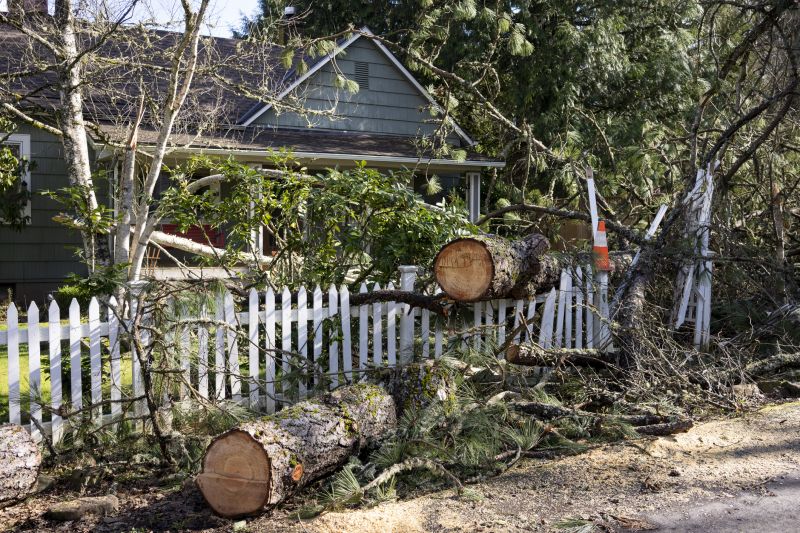 Spruce Tree Removal in Pottstown, PA