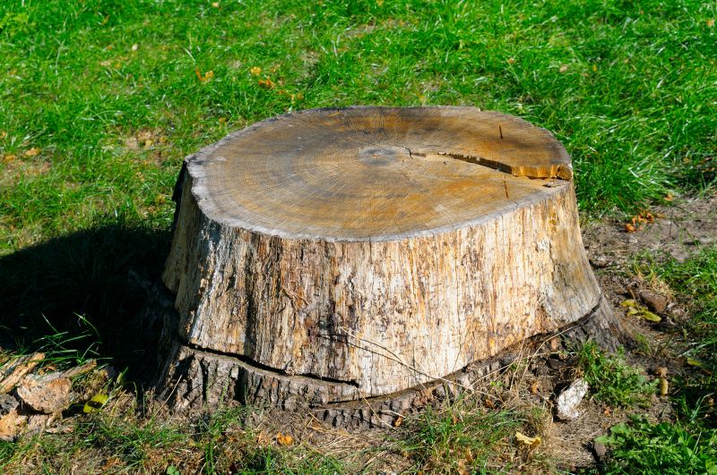 Tree Stump Removal in Prince Georges County, MD