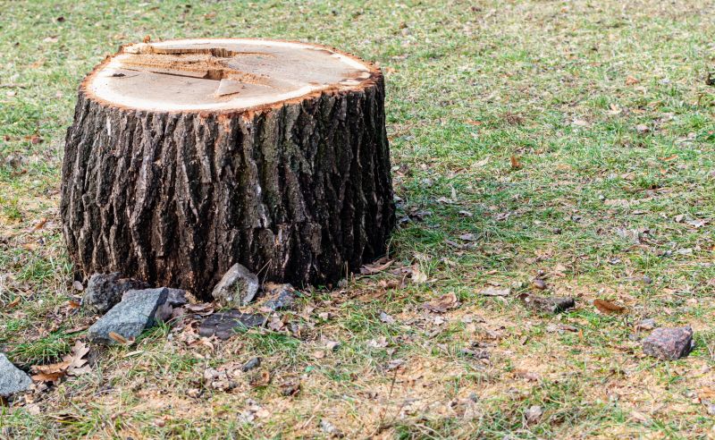 Tree Stump Removal in Prince Georges County, MD