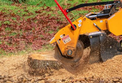 Prevent Regrowth from the Stump with Tree Stump Grinding!