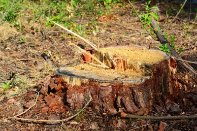 Reduce Tripping Hazards with Tree Stump Grinding!